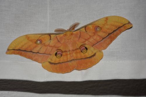 Antheraea yamamai